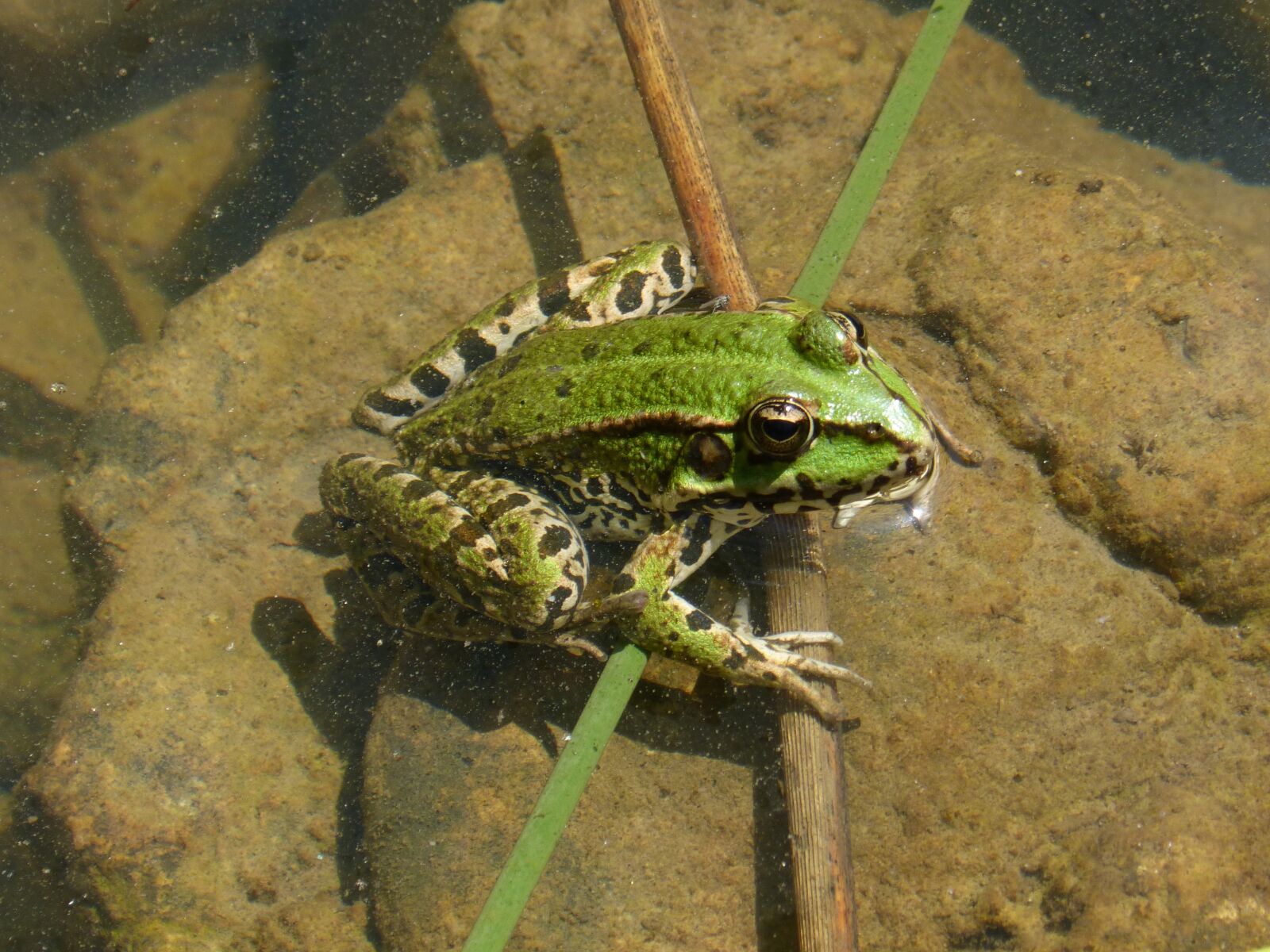 Panasonic DMC-FZ62 sample photo. Green frog, batrachian, amphibious photography