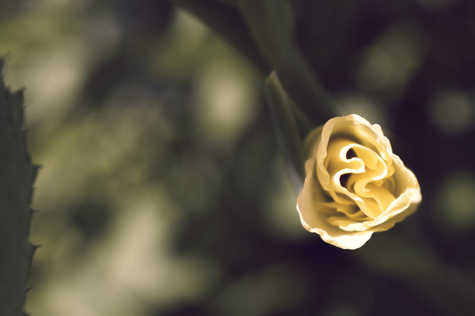 Nikon D5600 sample photo. Gladiolus, macro, yellow photography