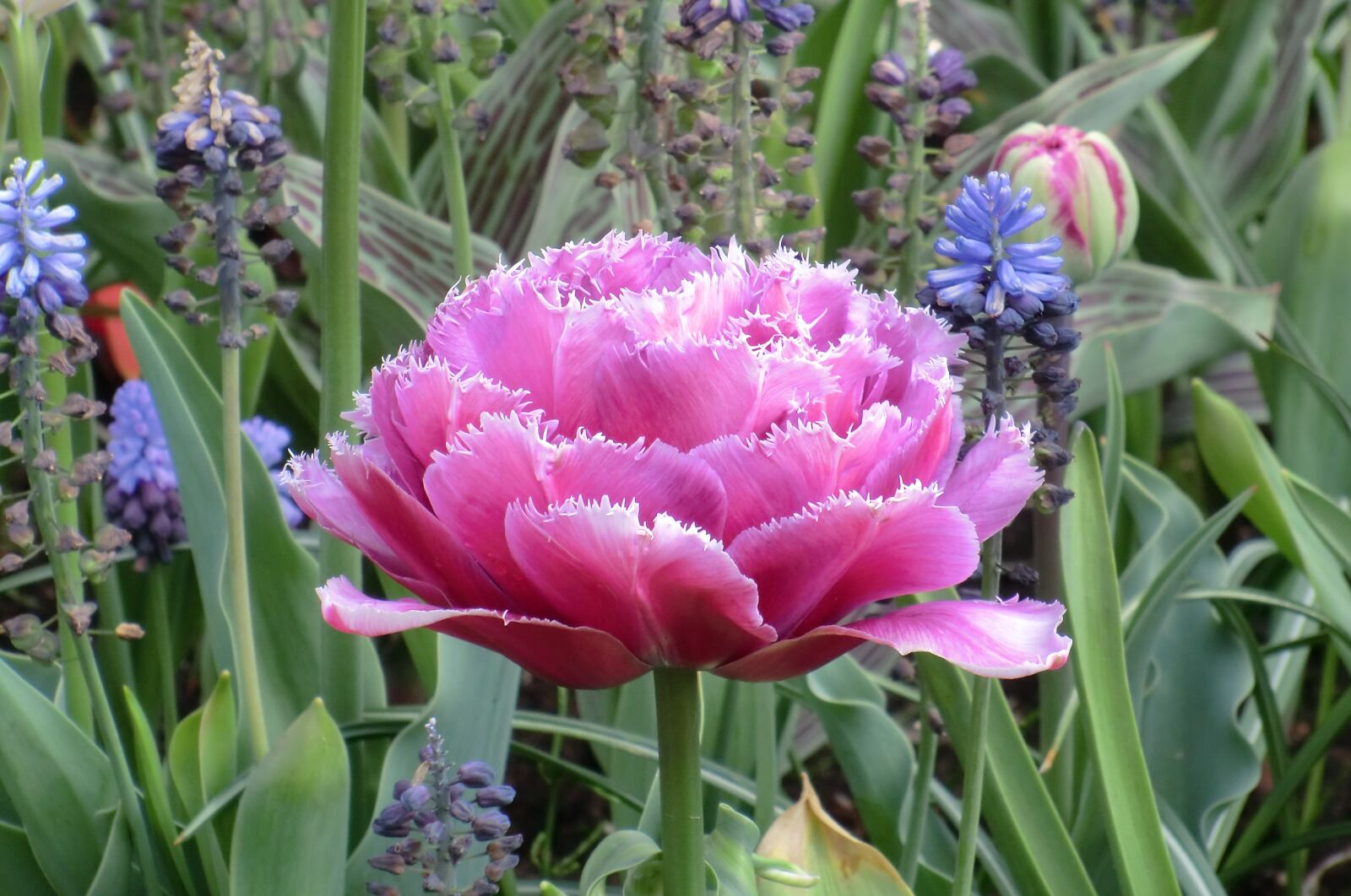 CASIO EX-H5 sample photo. Tulip, voorjaarsbloem, bloom photography