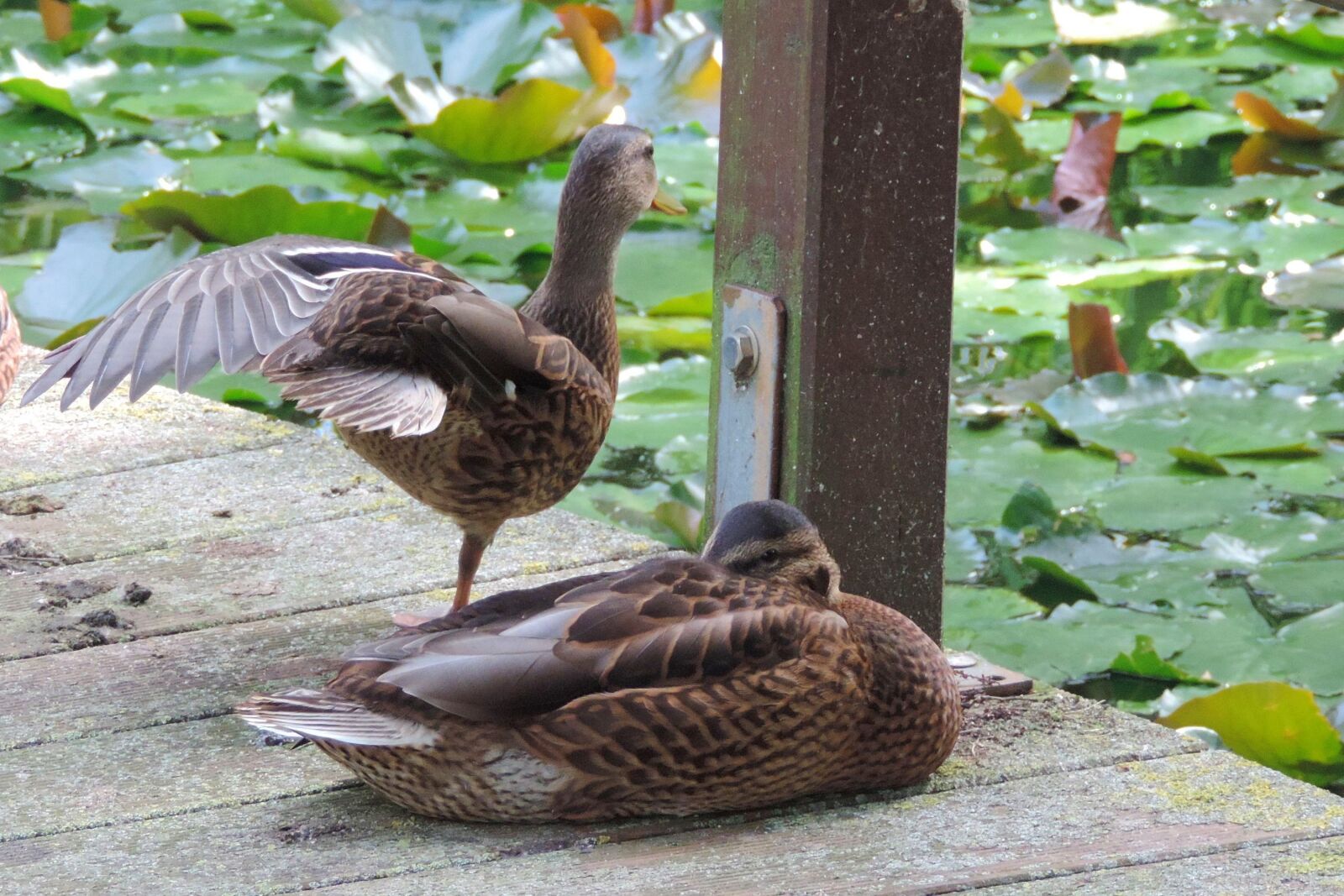 Nikon Coolpix P520 sample photo. Duck, nature, animal world photography