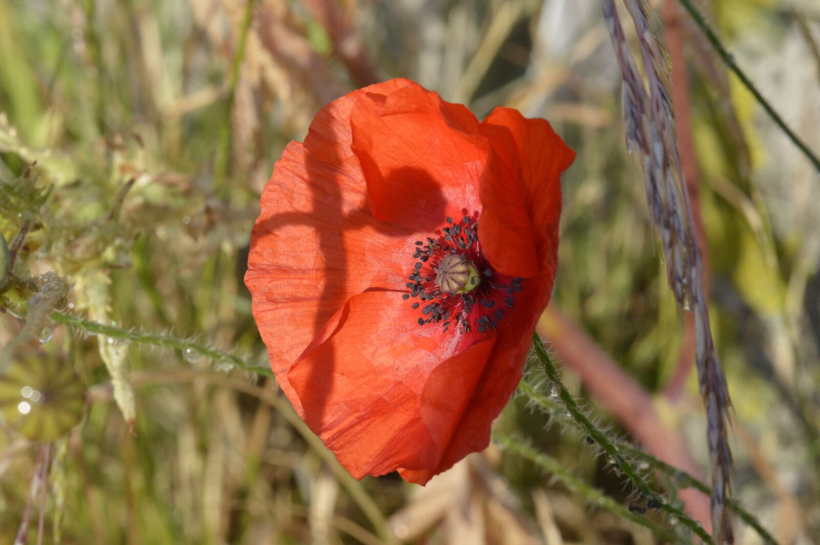 Nikon D3200 sample photo. Klatschmohn, blossom, bloom photography