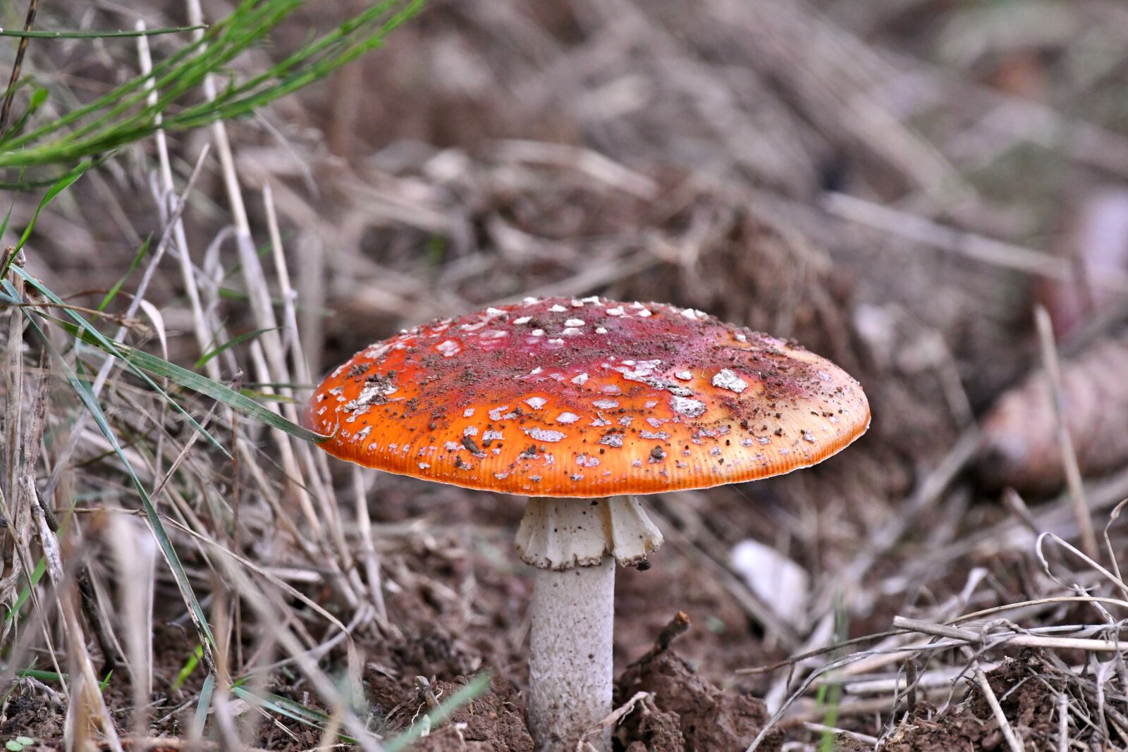 Nikon D500 sample photo. Mushroom, red with white photography