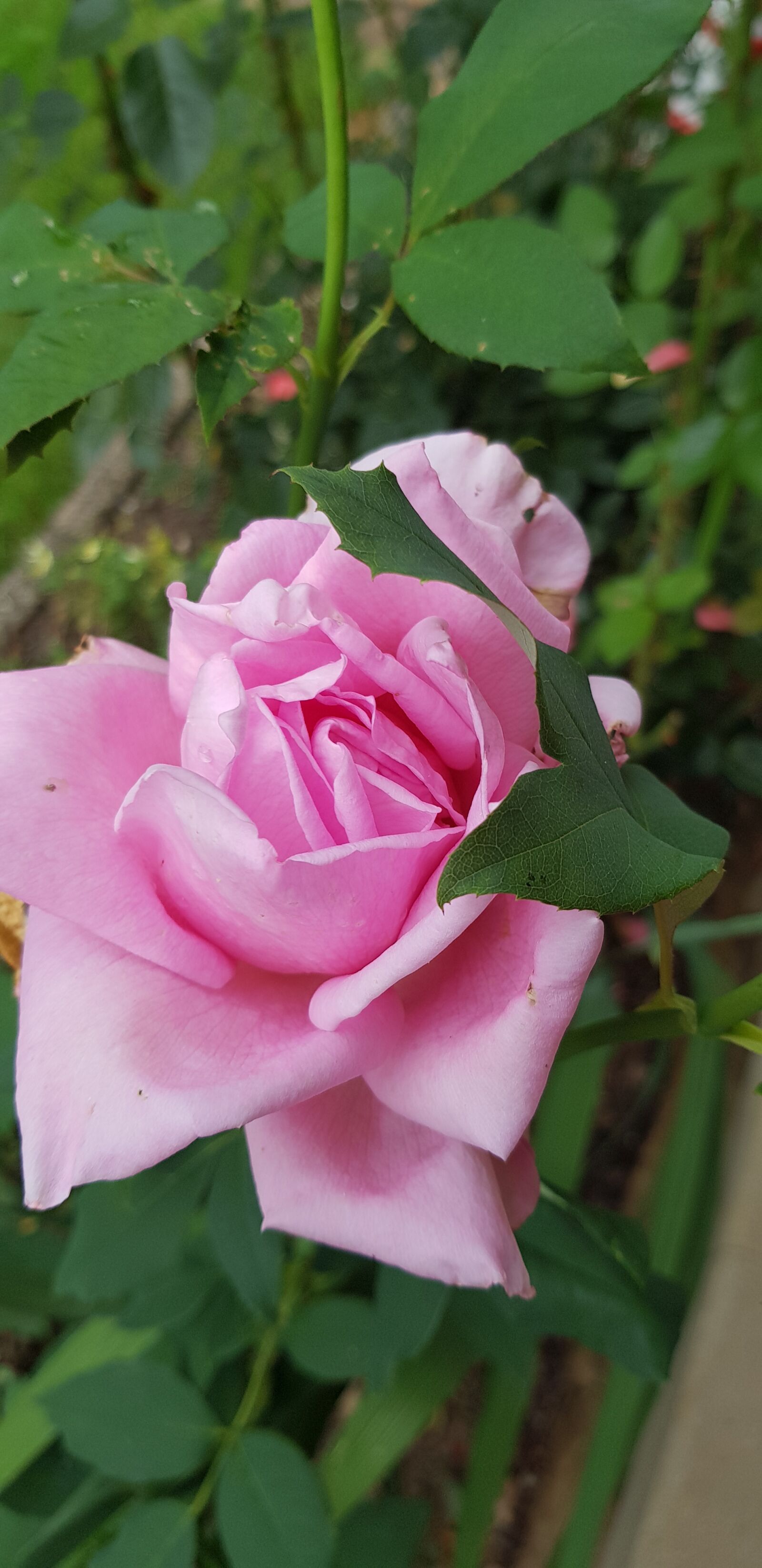 Samsung Galaxy S8+ sample photo. Rose, flower, pink photography