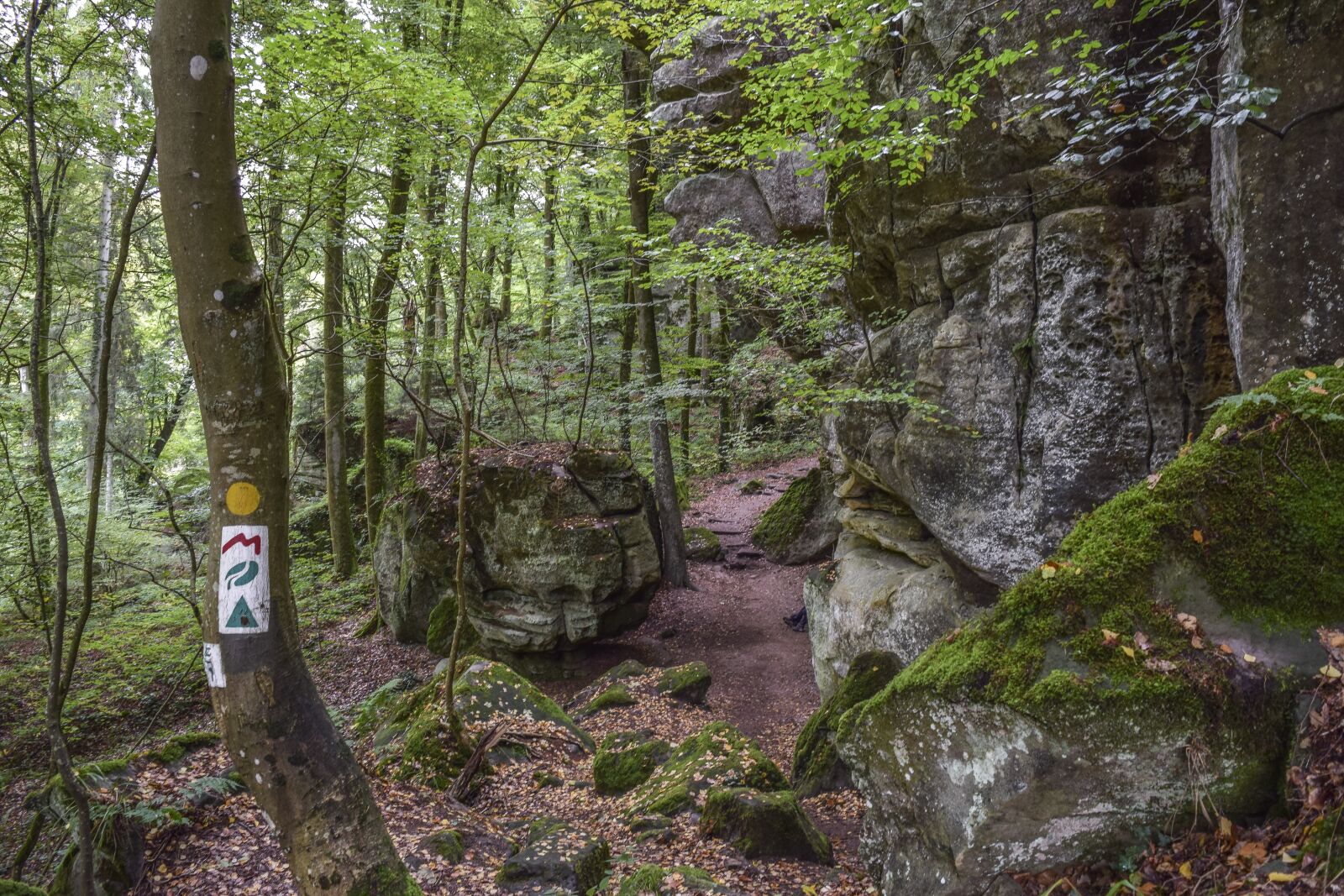 Nikon D3300 sample photo. Forest, nature, landscape photography
