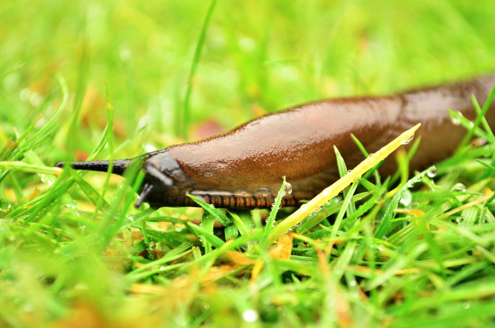 Nikon D5100 sample photo. Slug, snail, wildlife photography