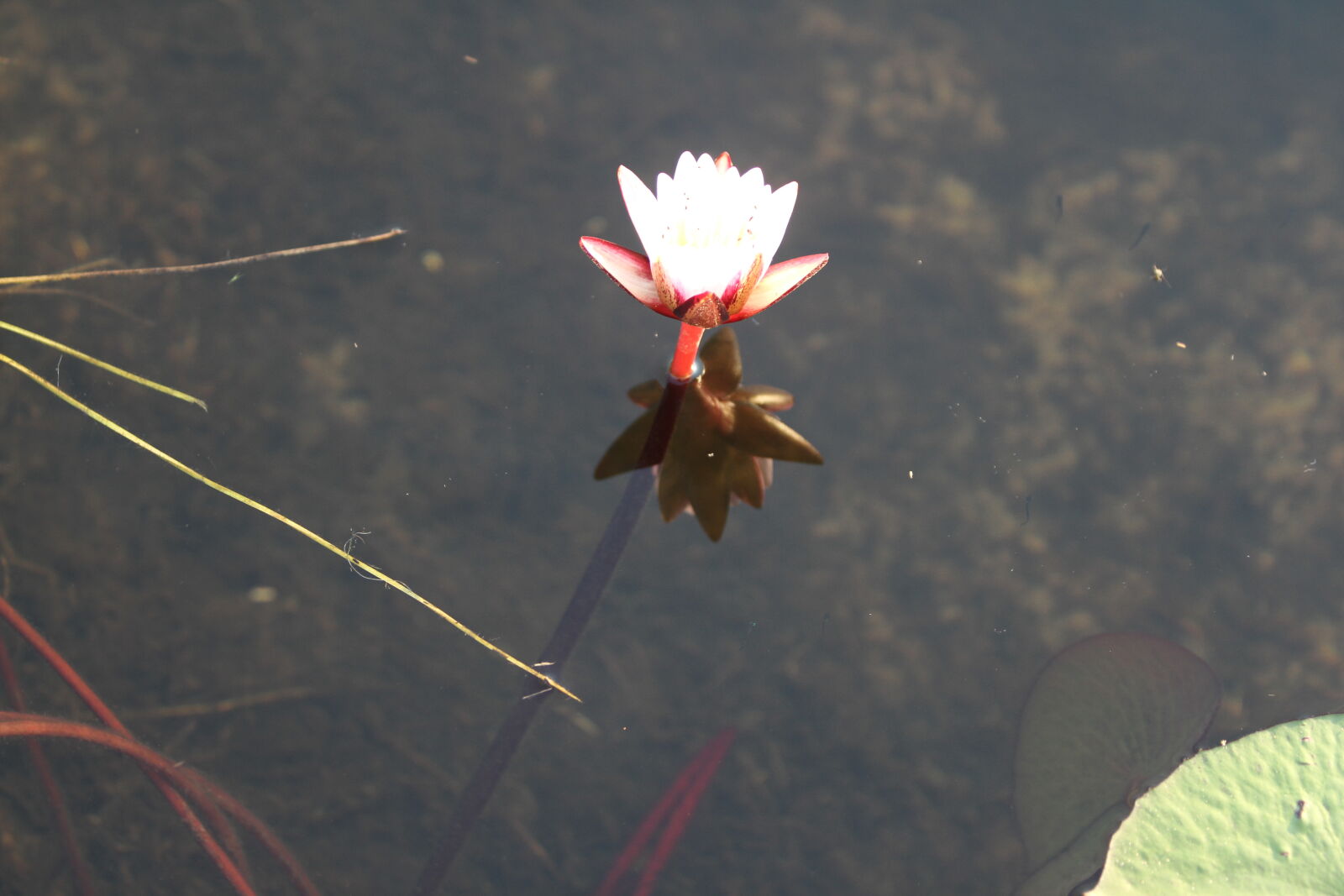 Canon EOS 7D + Canon EF 70-200mm F2.8L USM sample photo. Botswana, okawango, delta, sunset photography