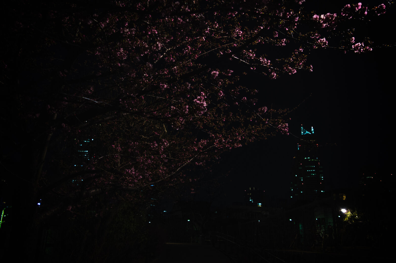 Sony Cyber-shot DSC-RX100 sample photo. Cherryblossom, japan, sakura photography