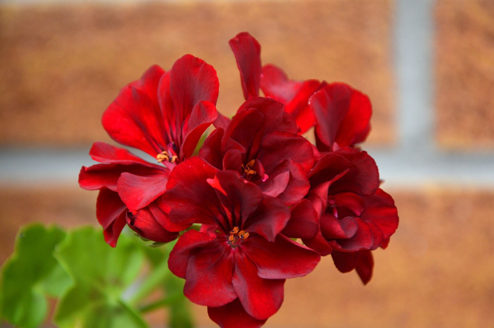 Nikon D3200 sample photo. Flowers, geranium, balcony plants photography
