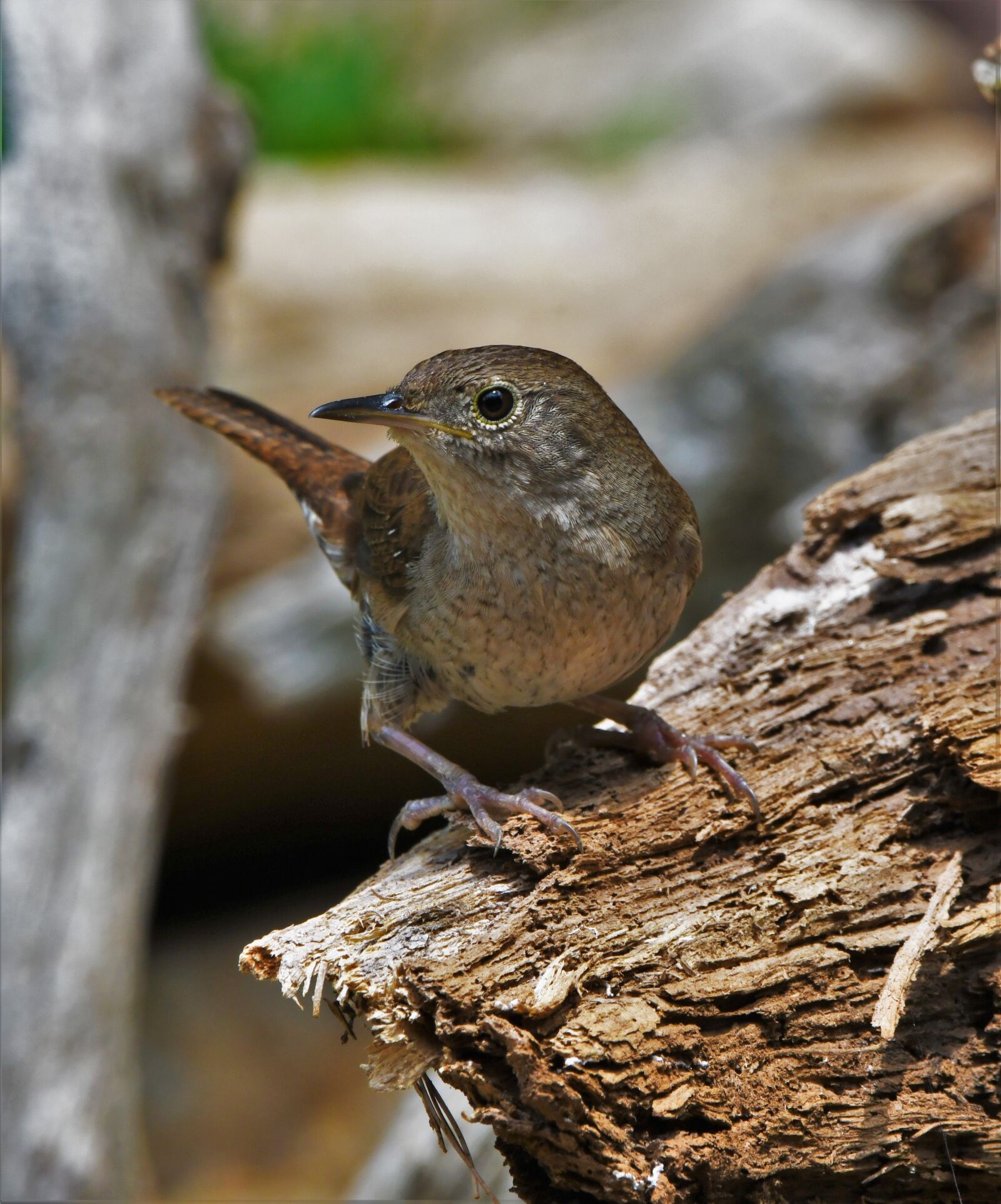 Nikon D850 sample photo. Bird, wren, nature photography