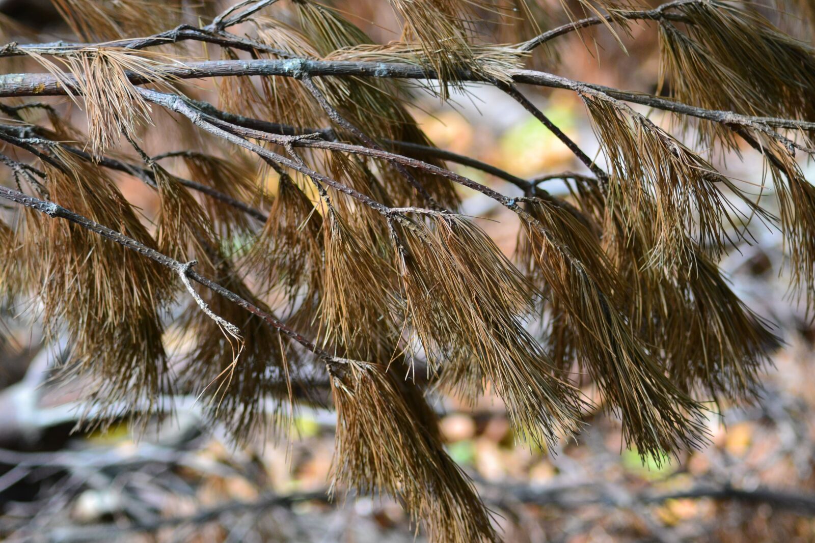 Nikon D3100 sample photo. Bush, pine, ground photography