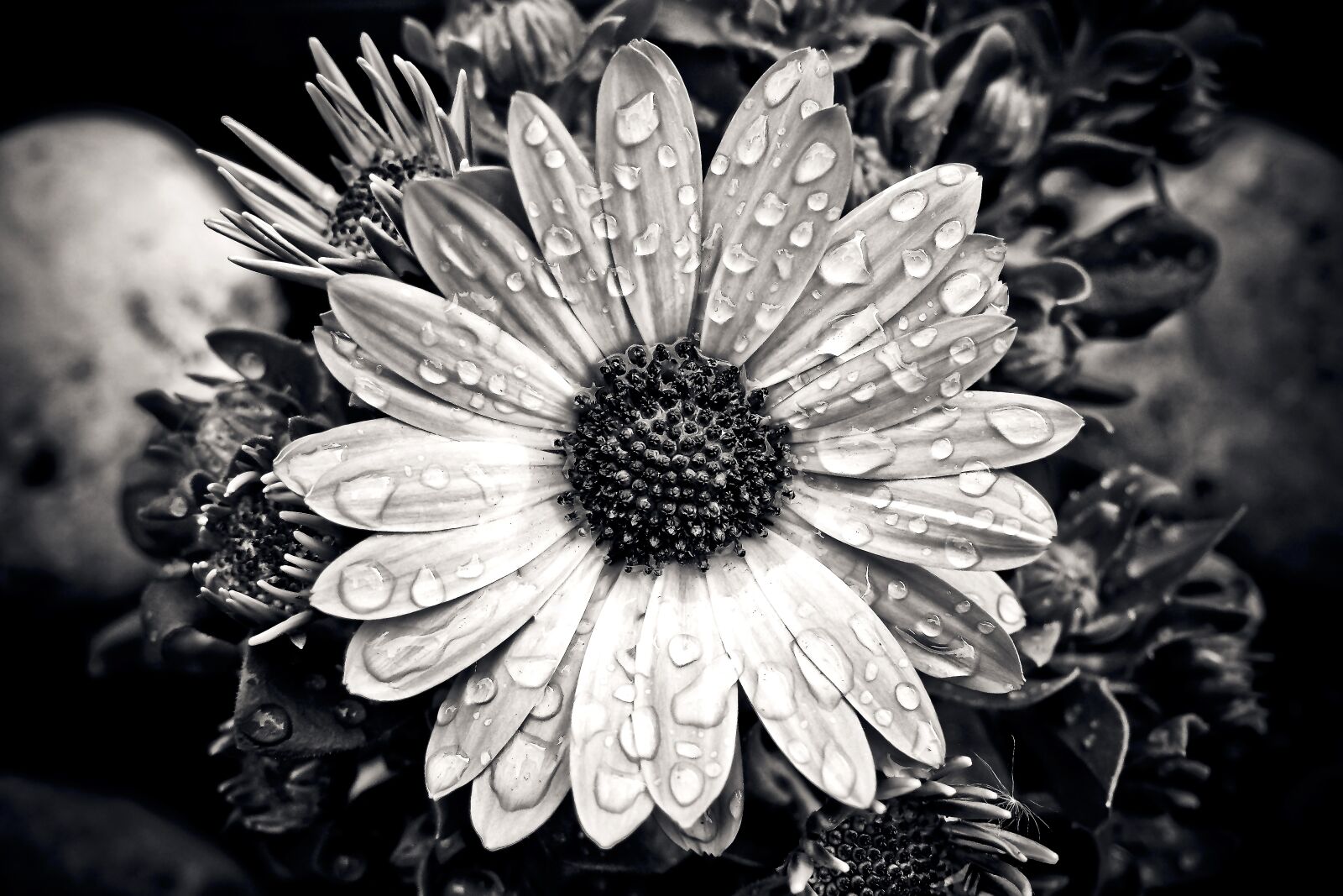 Olympus OM-D E-M10 sample photo. Cape basket, flower, composites photography