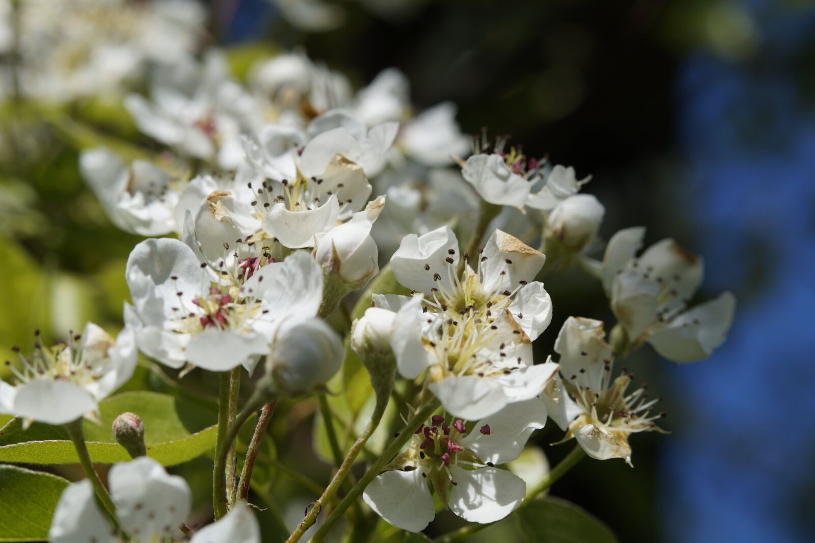 Sony SLT-A58 sample photo. Apple blossom, bloom, tree photography