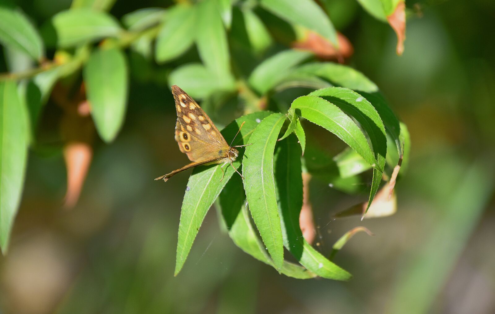 Nikon D7200 sample photo. Butterfly, nature, insects photography