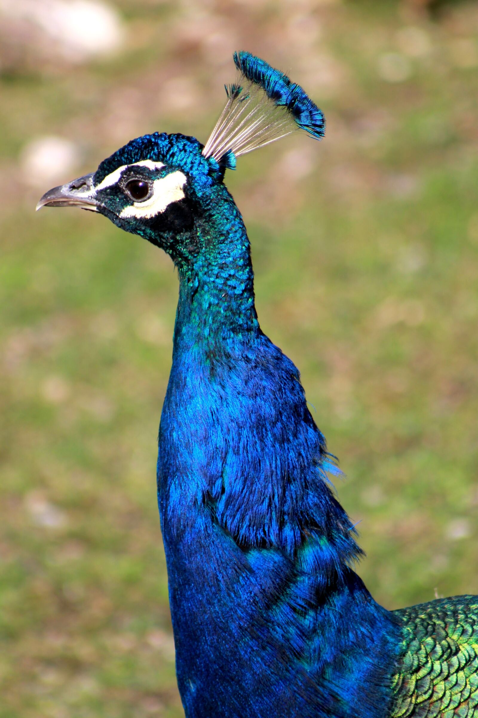 Canon EF 75-300mm f/4-5.6 sample photo. Peacock, bird, animal photography