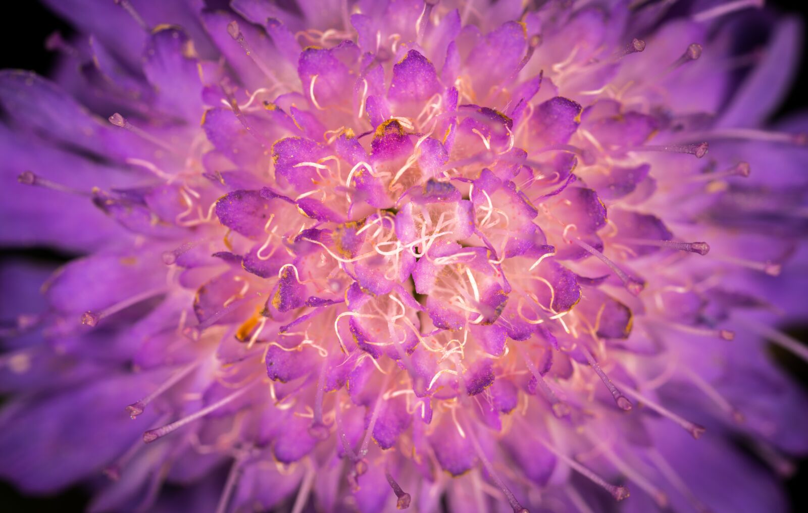 #124 65/2.8 sample photo. Flower, nature, plant photography