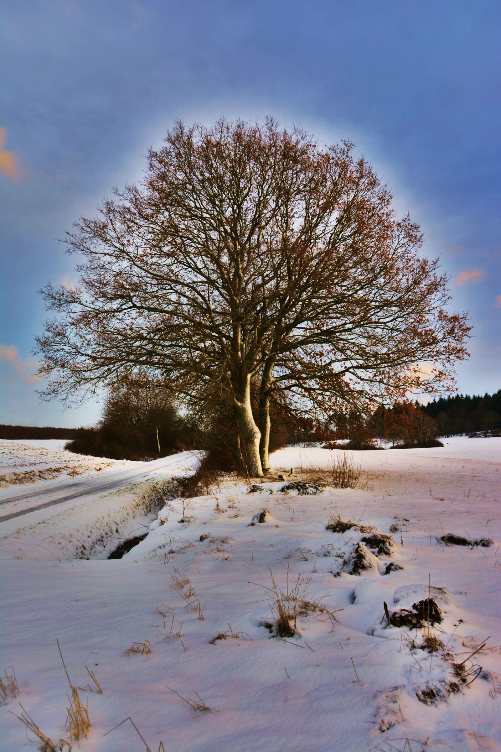 Nikon D5200 sample photo. Wintry, winter mood, tree photography