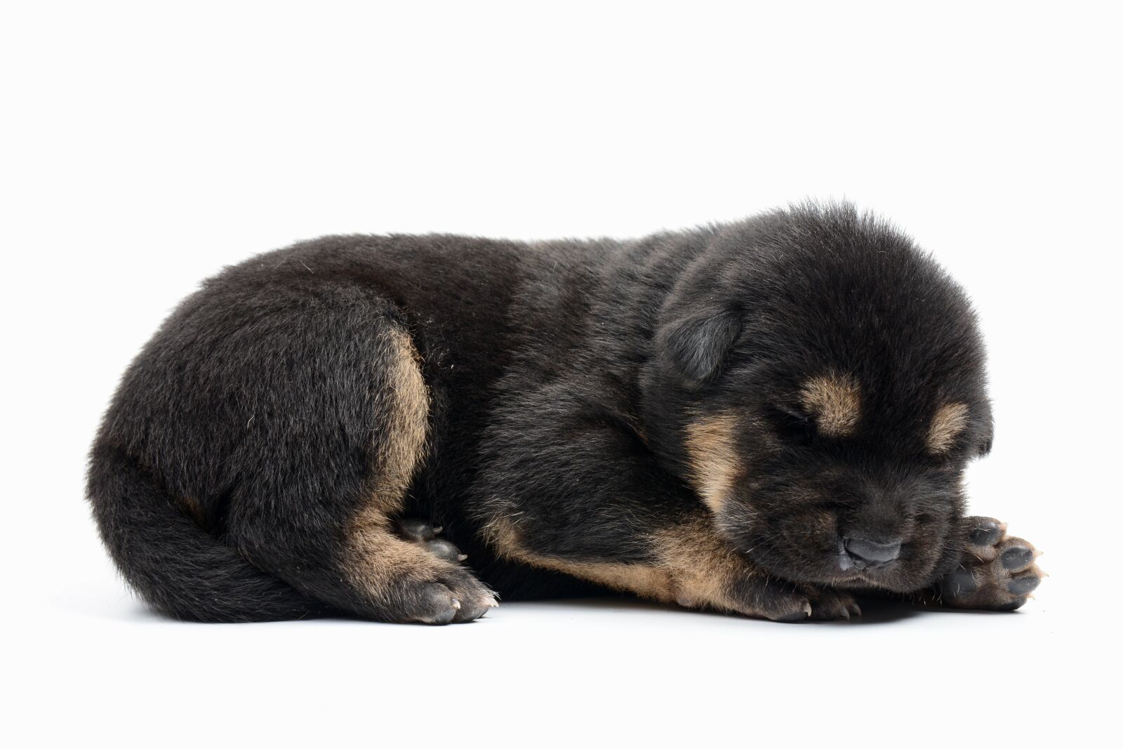 Nikon D7100 sample photo. Dog, animal, puppy photography
