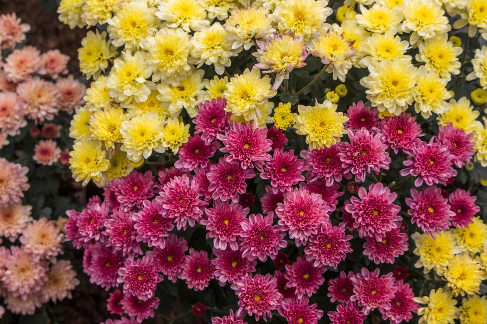 Canon EOS 700D (EOS Rebel T5i / EOS Kiss X7i) sample photo. Flowers, chiang mai thailand photography