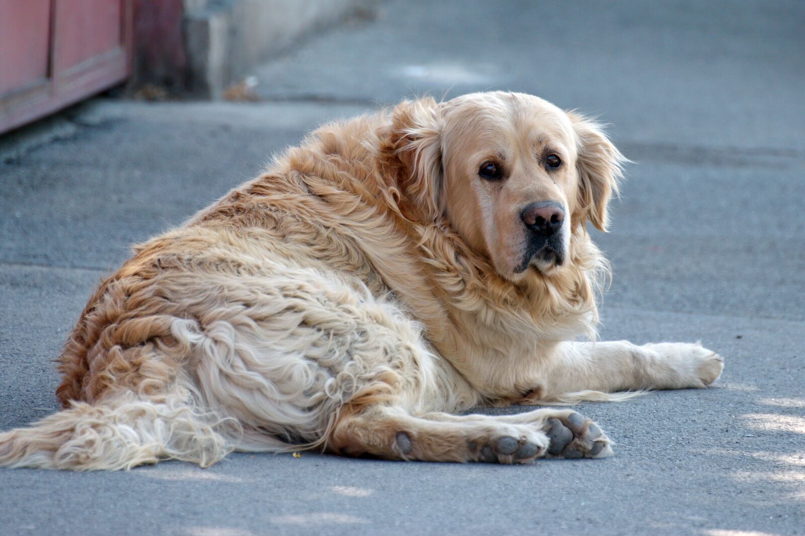 Nikon D5300 sample photo. Dog, placed, below photography