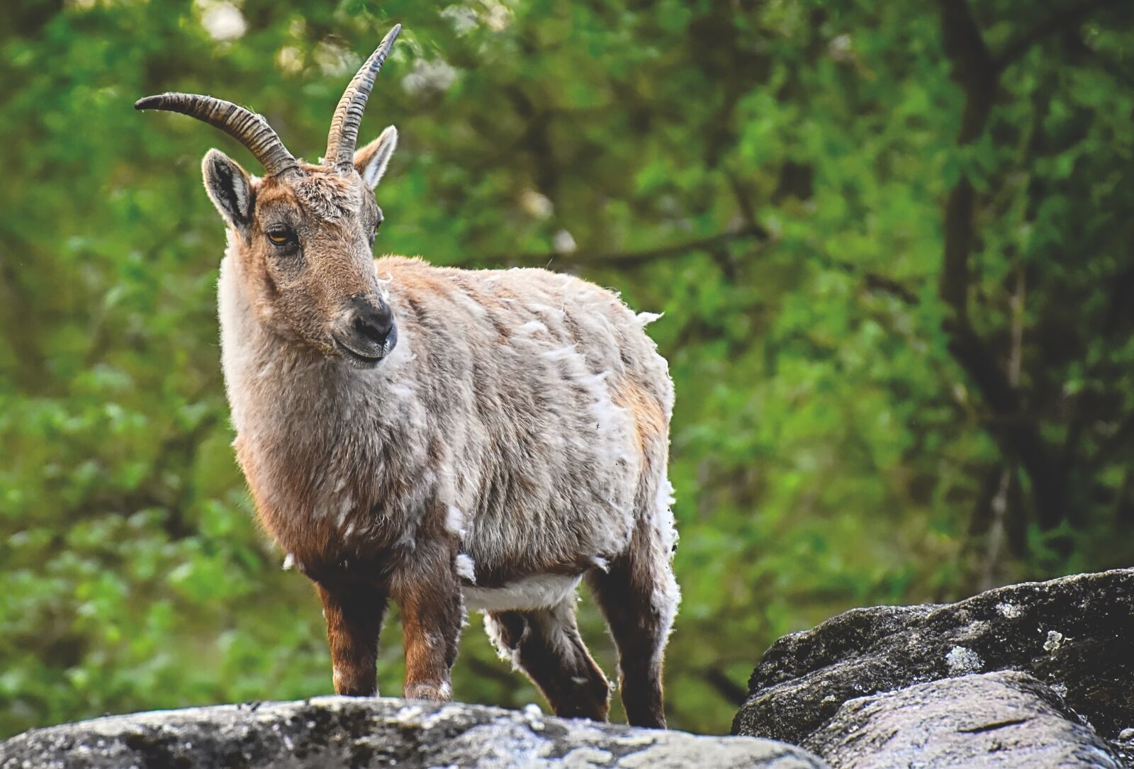 Nikon D7200 sample photo. Capricorn, animal, horns photography