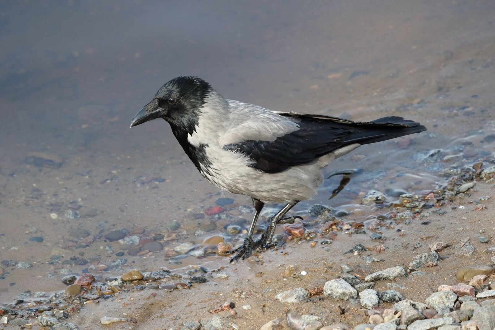 Sigma 100-400mm F5-6.3 DG OS HSM sample photo. Crow, bird, beach photography