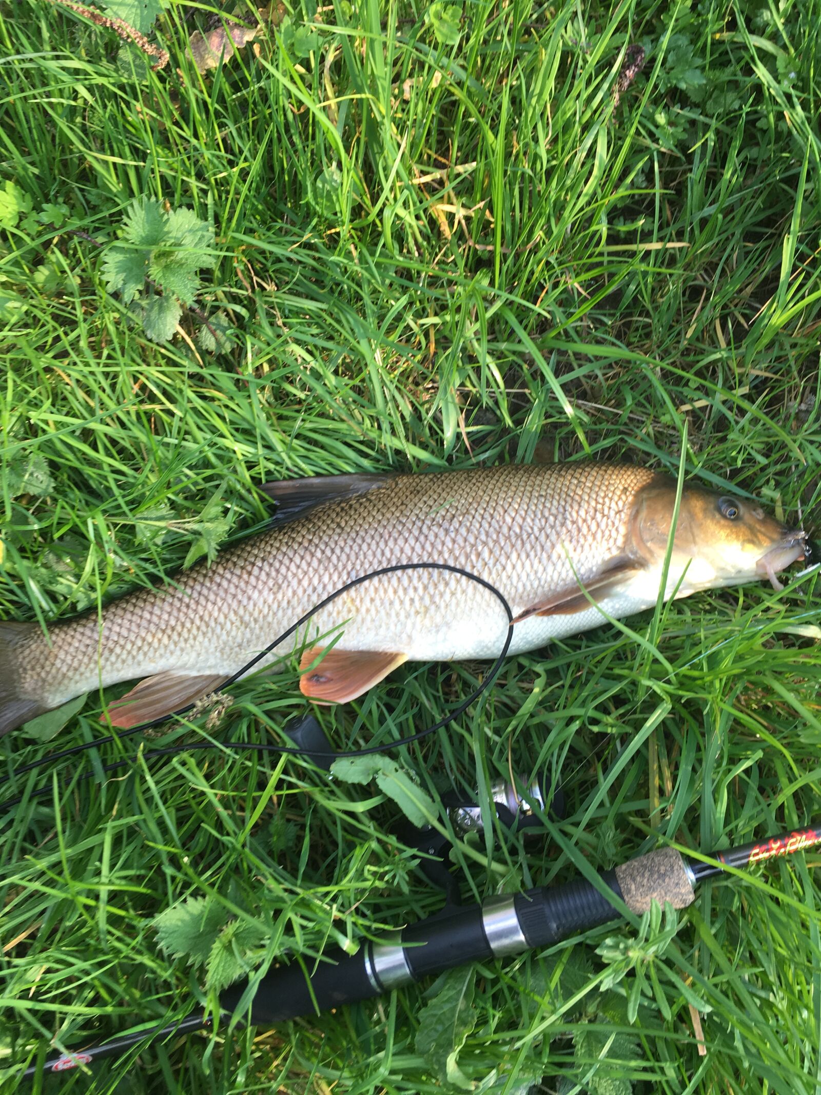 iPhone SE back camera 4.15mm f/2.2 sample photo. Fish, fishing, sea photography
