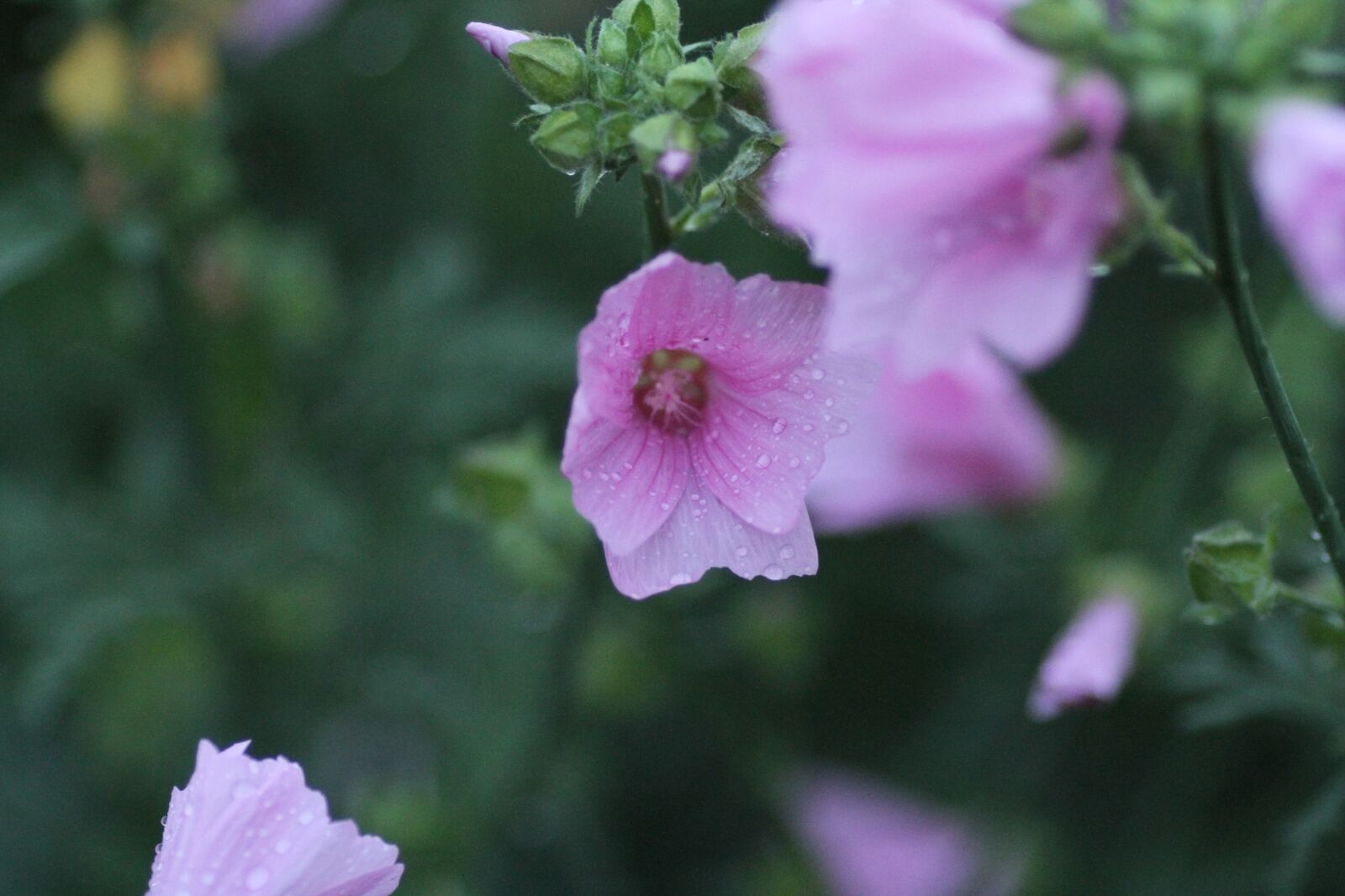 Canon EOS 7D sample photo. Flower, nature, plant photography