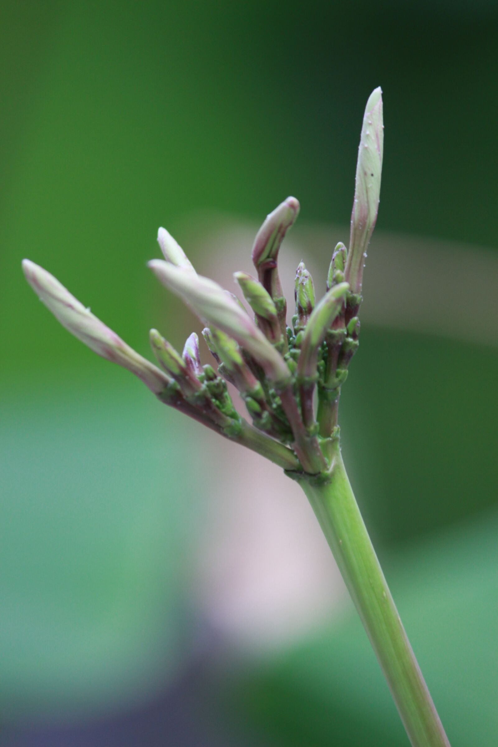 Canon EOS 700D (EOS Rebel T5i / EOS Kiss X7i) sample photo. Closeup, flower, season photography