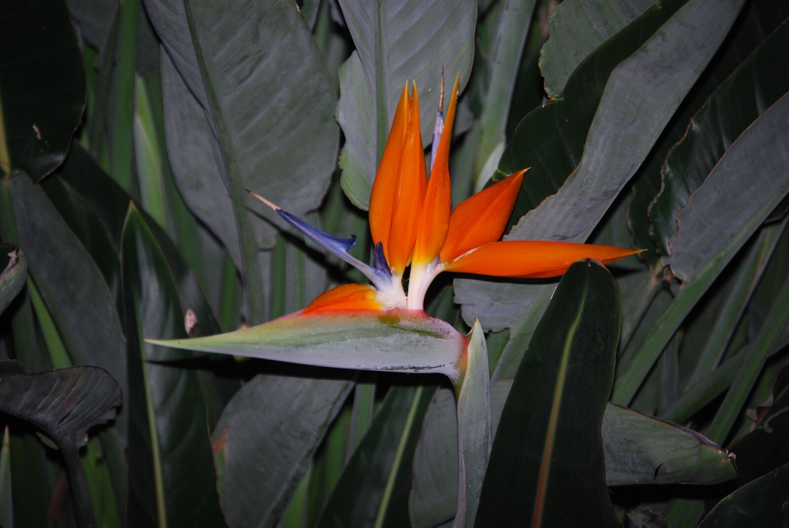 Nikon D40X sample photo. Parrot flower, caudata, blossom photography