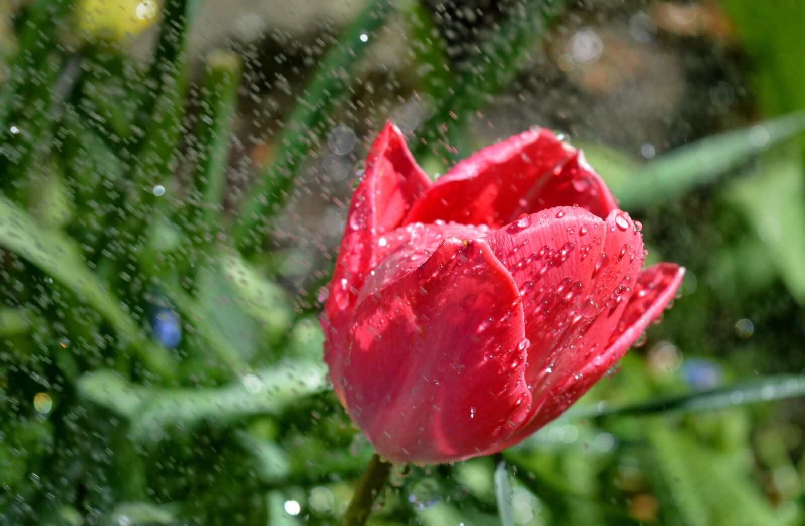 Nikon D3200 sample photo. Tulip, tulpenbluete, red photography