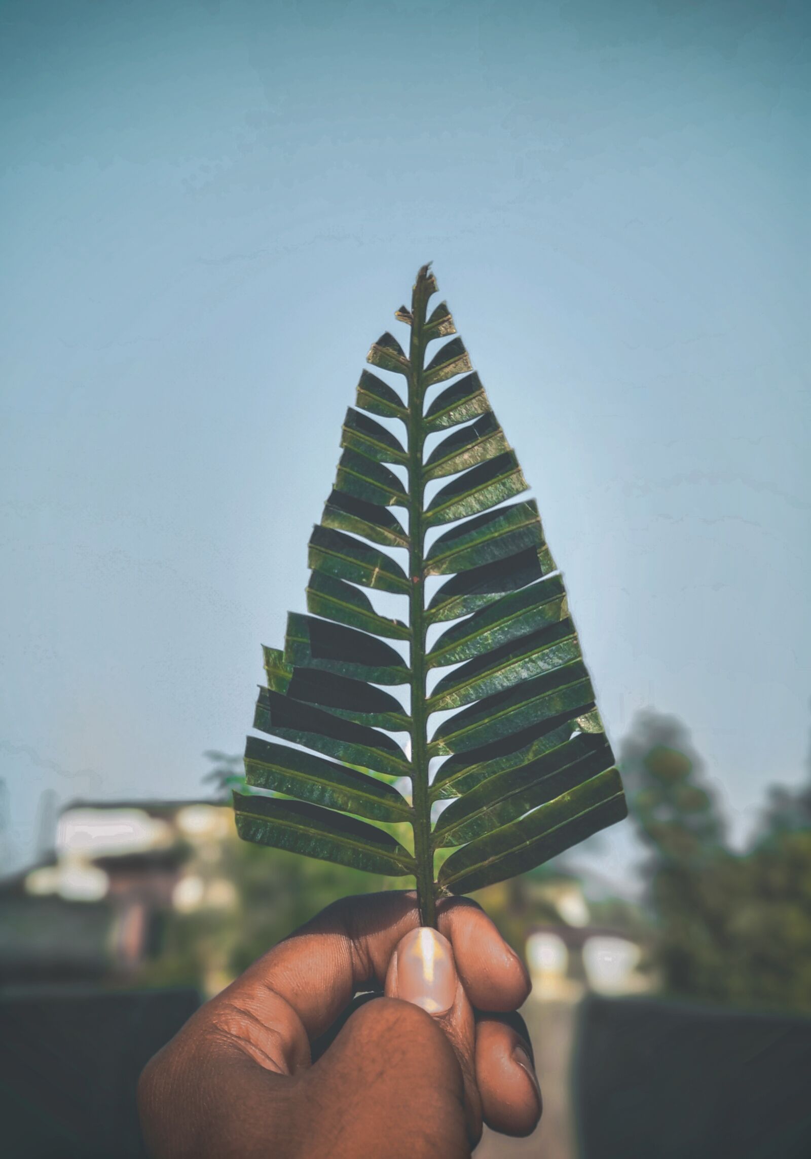Xiaomi Mi A1 sample photo. Leaves, nature, moody, greens photography