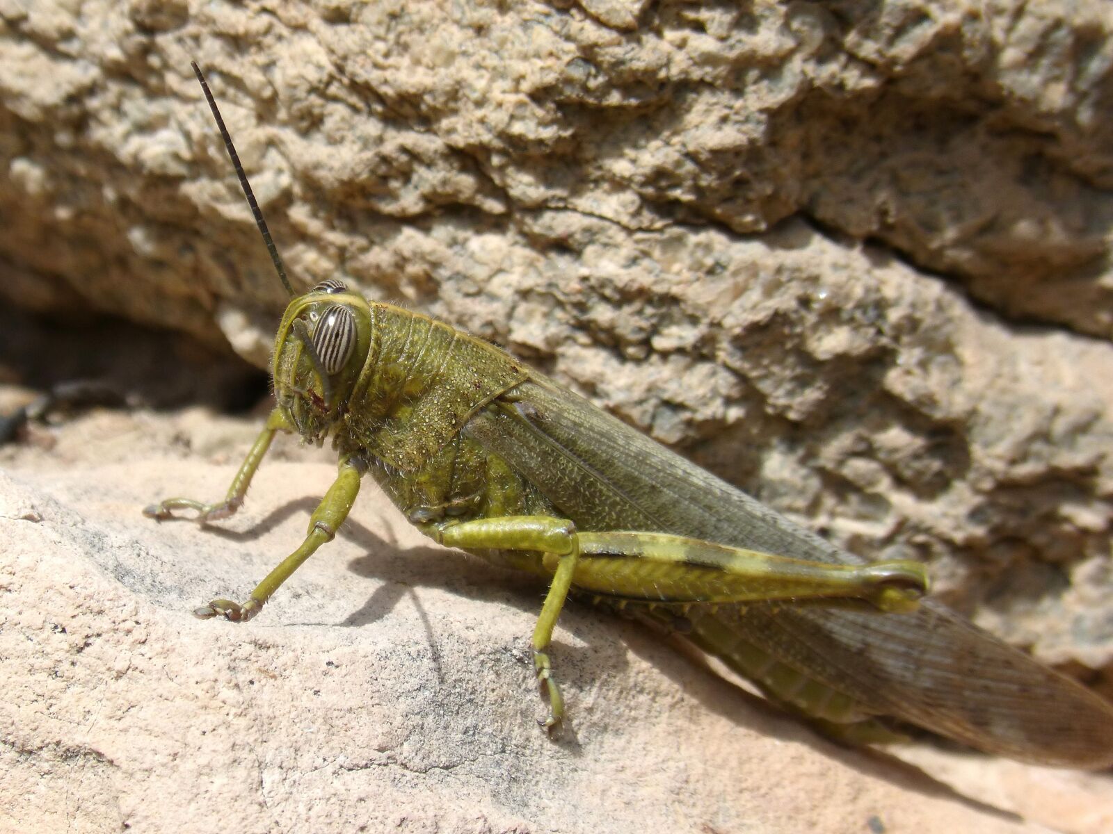 Panasonic DMC-FZ62 sample photo. Grasshopper, lobster, nature photography