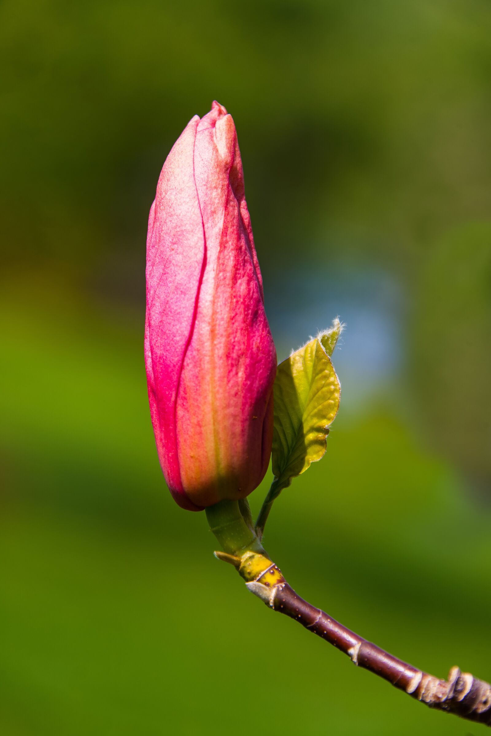 Canon EOS 5D Mark II + Canon EF 28-300mm F3.5-5.6L IS USM sample photo. Flower, bud, garden photography