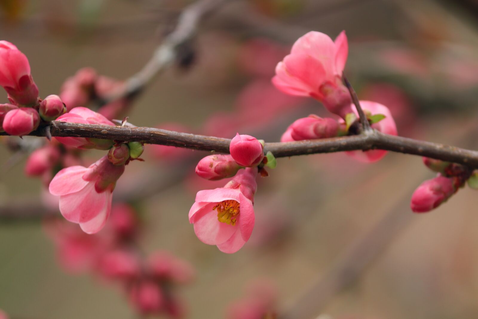 Canon EOS 200D (EOS Rebel SL2 / EOS Kiss X9) sample photo. Ornamental quince, flowers, bush photography