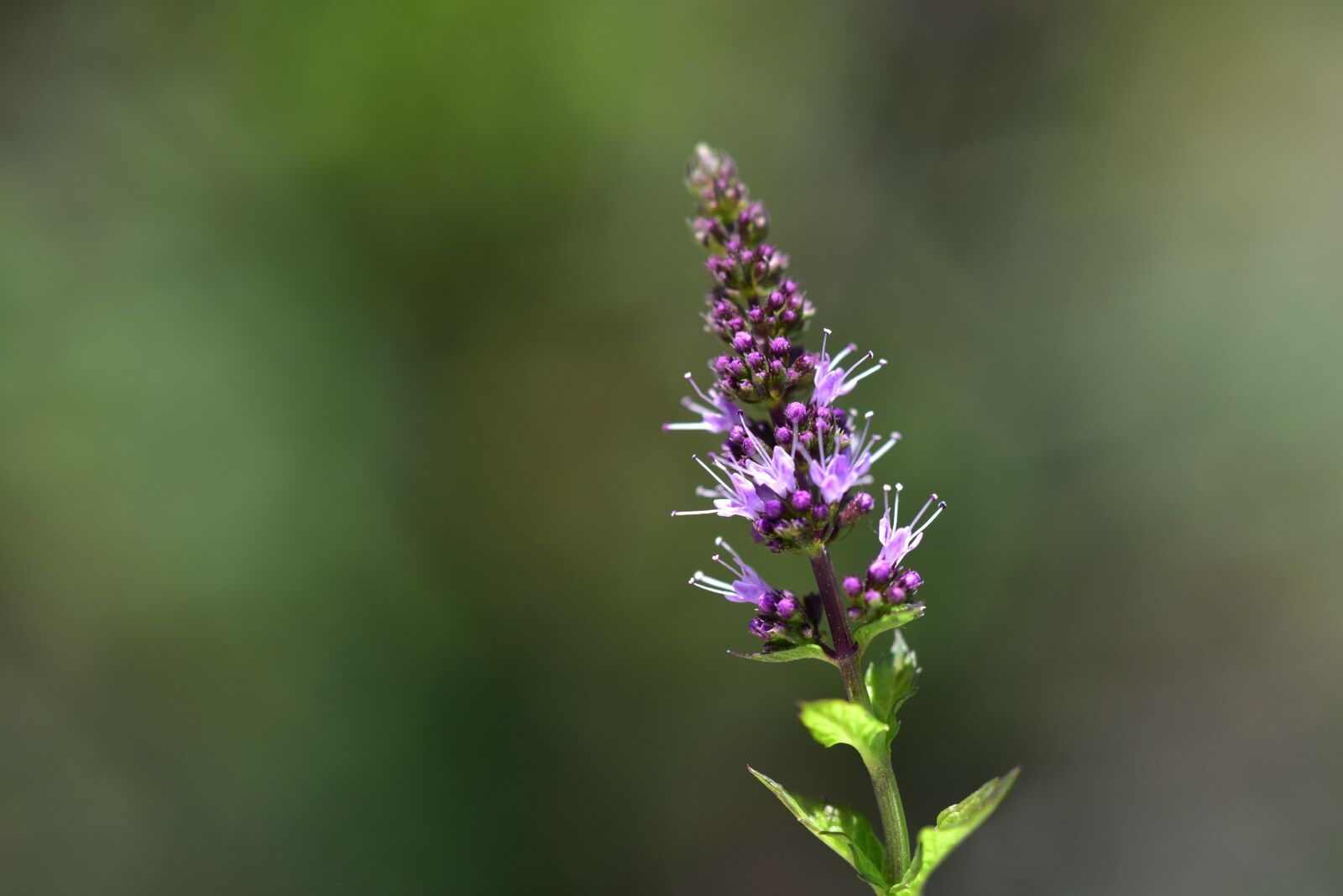 Nikon D750 sample photo. Mint, peppermint, healthy photography
