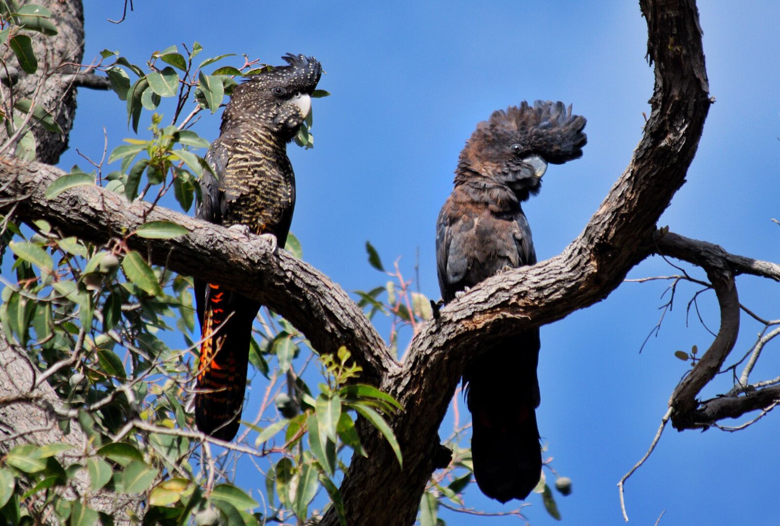Nikon D3300 sample photo. Red-tail black cockatoos, australia photography
