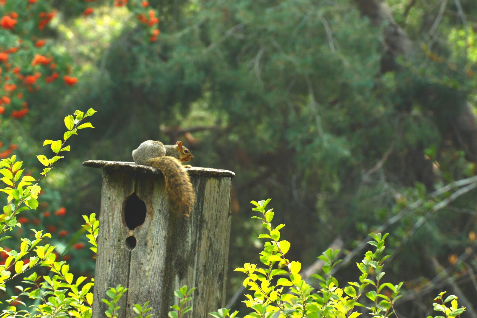 Canon EOS 200D (EOS Rebel SL2 / EOS Kiss X9) sample photo. Squirrel, bird house, nature photography