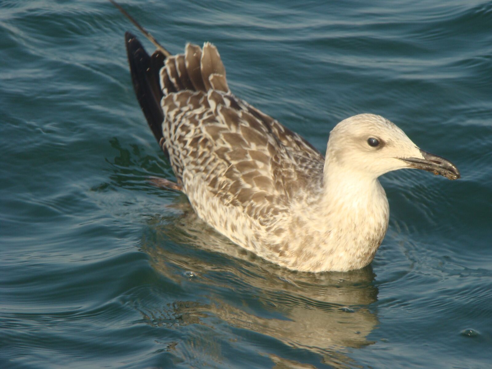 Sony DSC-H9 sample photo. Seagull, nature, bird photography