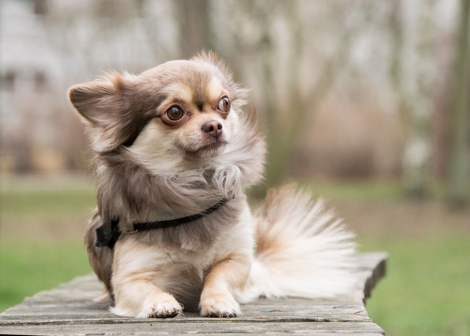 Nikon D3300 sample photo. Chihuahua, dog, animal photography