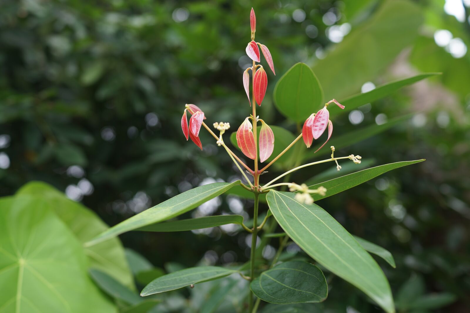 Sony Cyber-shot DSC-RX1R sample photo. Pinkish shoots, growth, survival photography