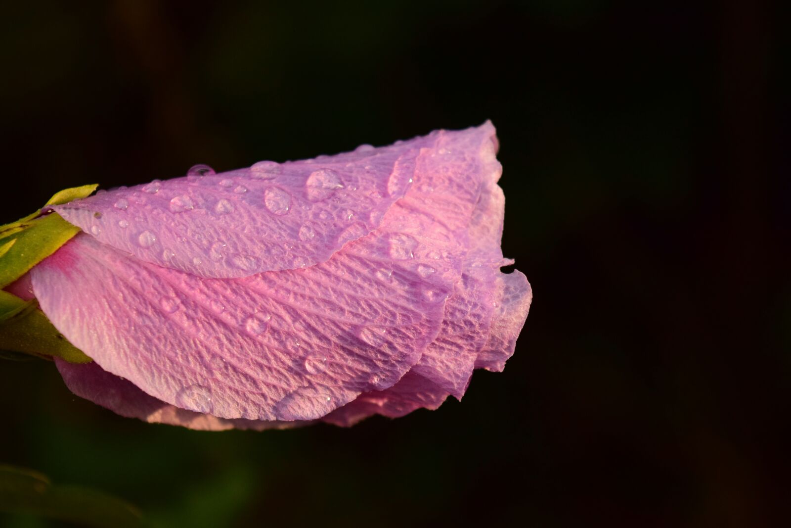 Nikon D3300 sample photo. Hibiscus, blossom, bloom photography