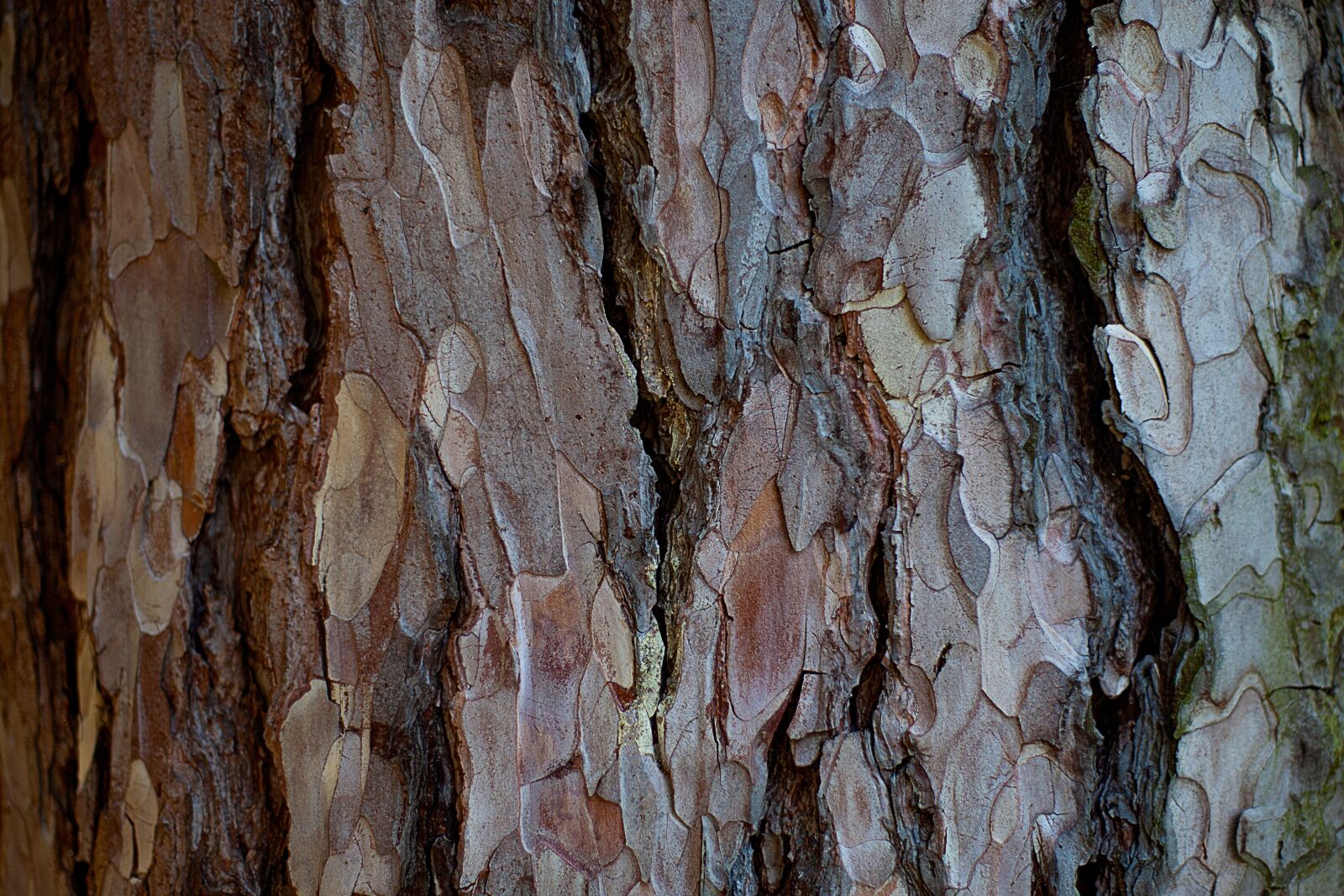 Canon EF 50mm F1.4 USM sample photo. Bark, tree, wood photography