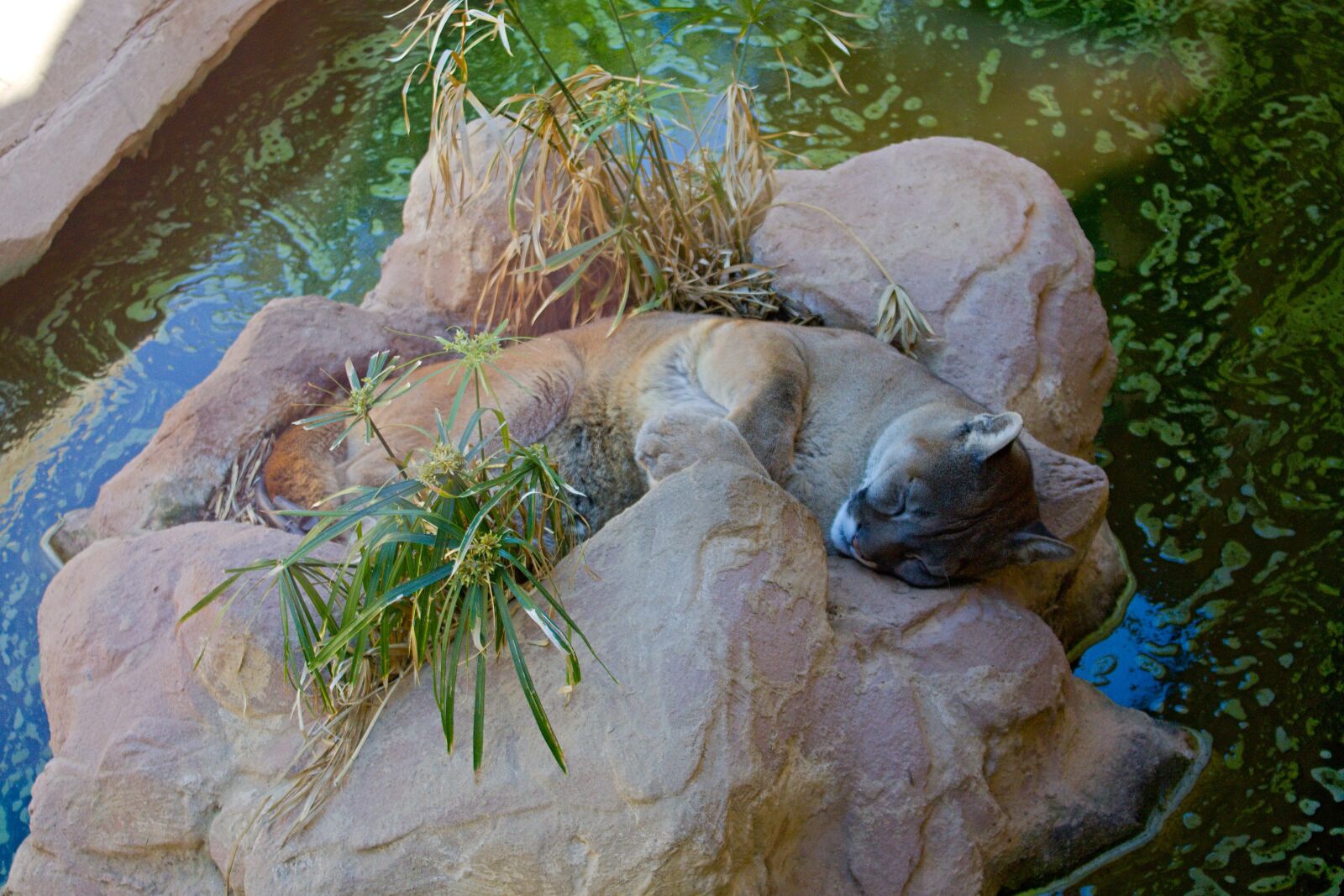 Canon EOS 1100D (EOS Rebel T3 / EOS Kiss X50) sample photo. Cougar, canary, relax photography