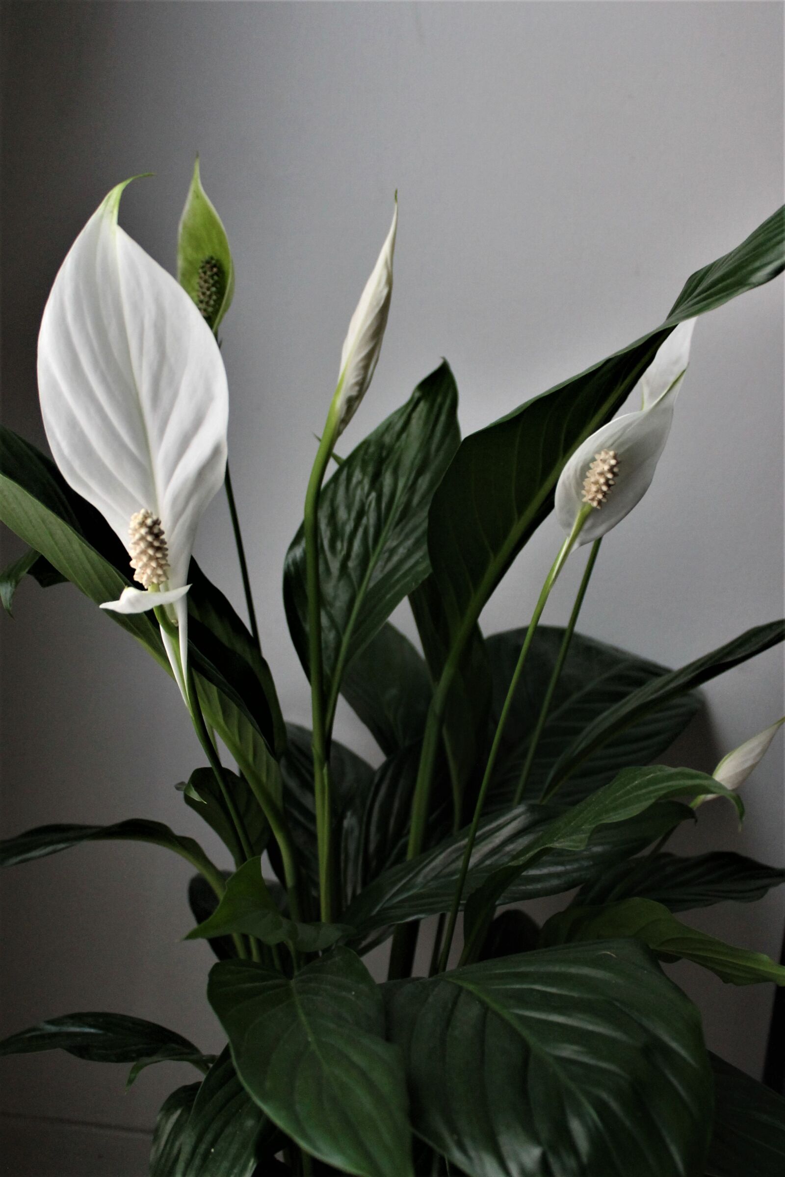 Canon EOS 1100D (EOS Rebel T3 / EOS Kiss X50) sample photo. Flower, white flower, exotic photography