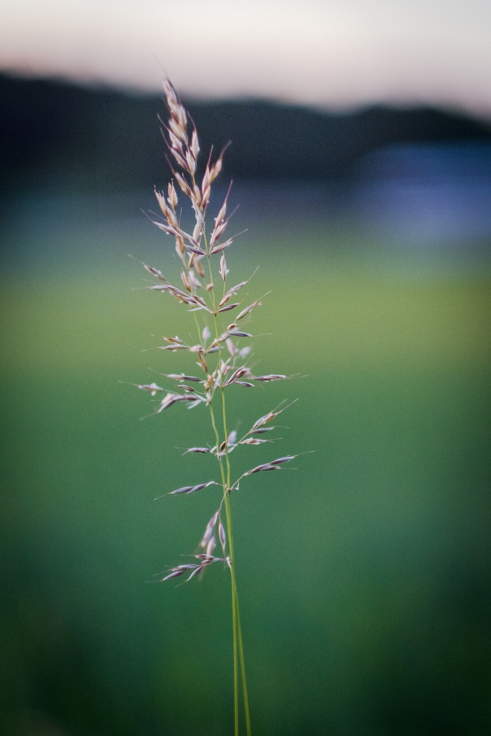 Fujifilm X-T2 + Fujifilm XF 56mm F1.2 R sample photo. Grass, blade of grass photography