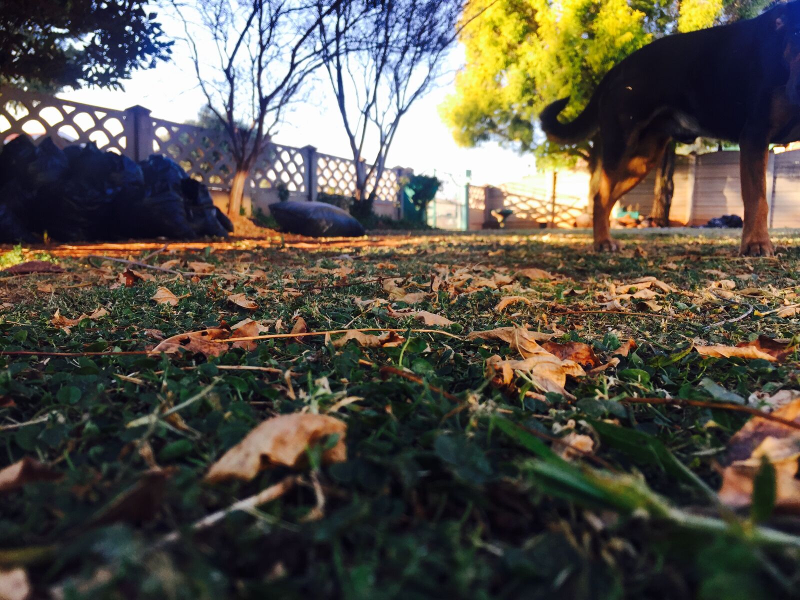 iPhone 6 back camera 4.15mm f/2.2 sample photo