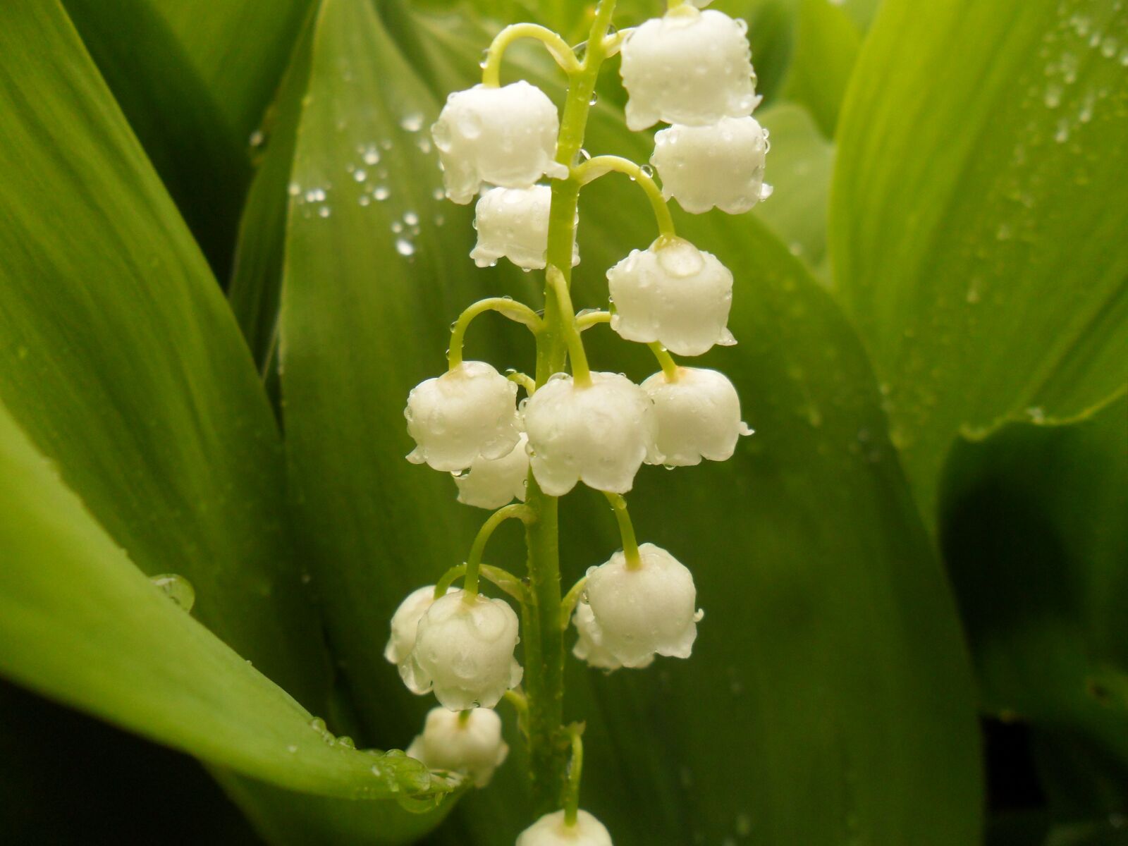 Samsung ES65, ES67 / VLUU ES65, ES67 /  SL50 sample photo. Lilies of the valley photography