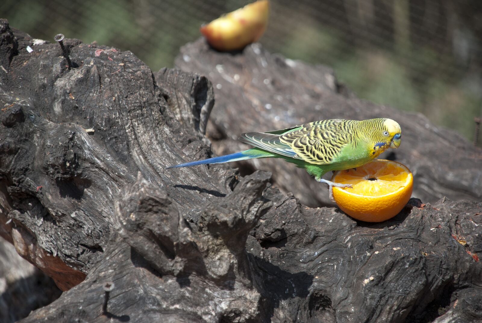 Nikon D80 sample photo. Bird, parakeet, orange photography