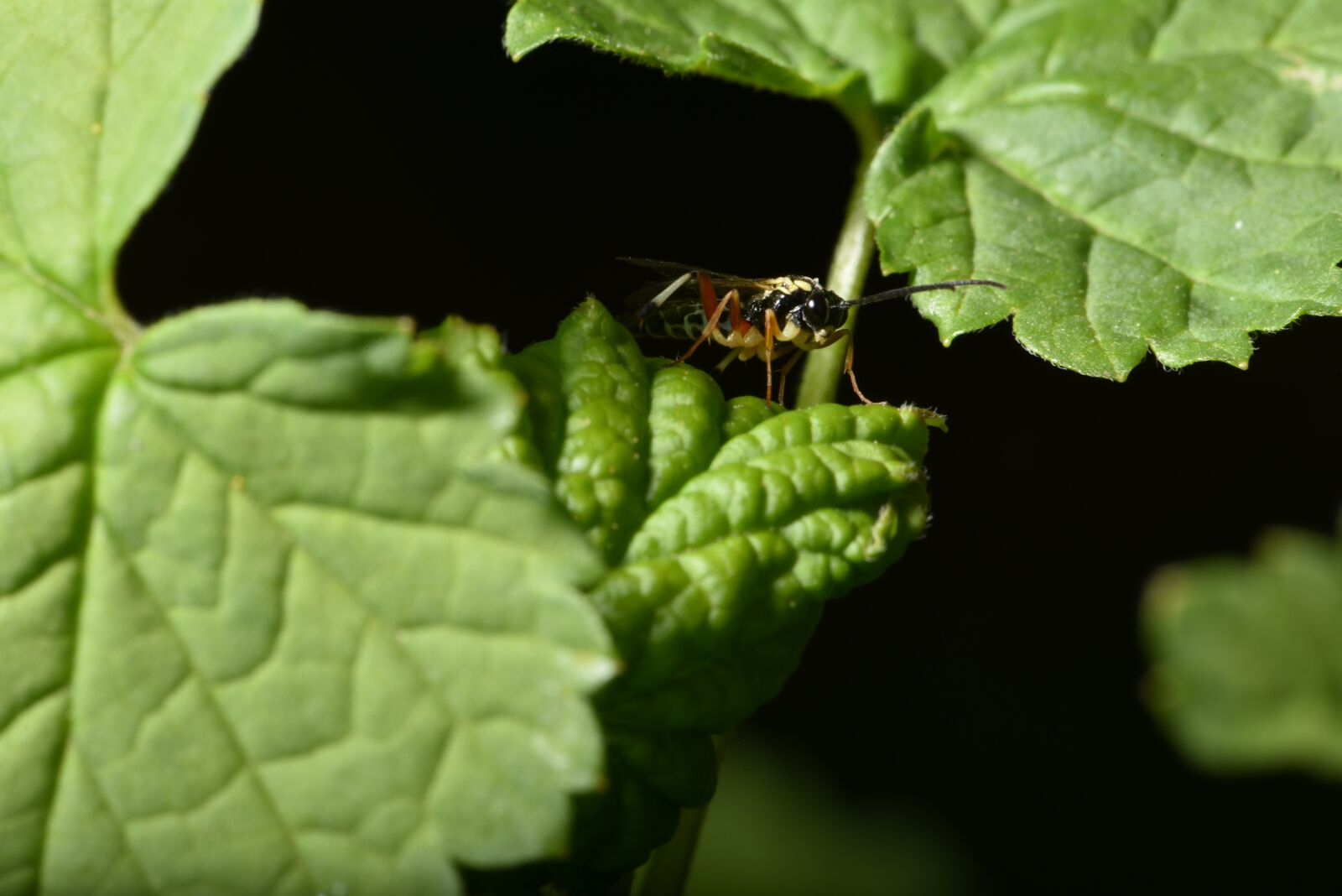 Nikon D750 sample photo. Bug, macro, animal world photography
