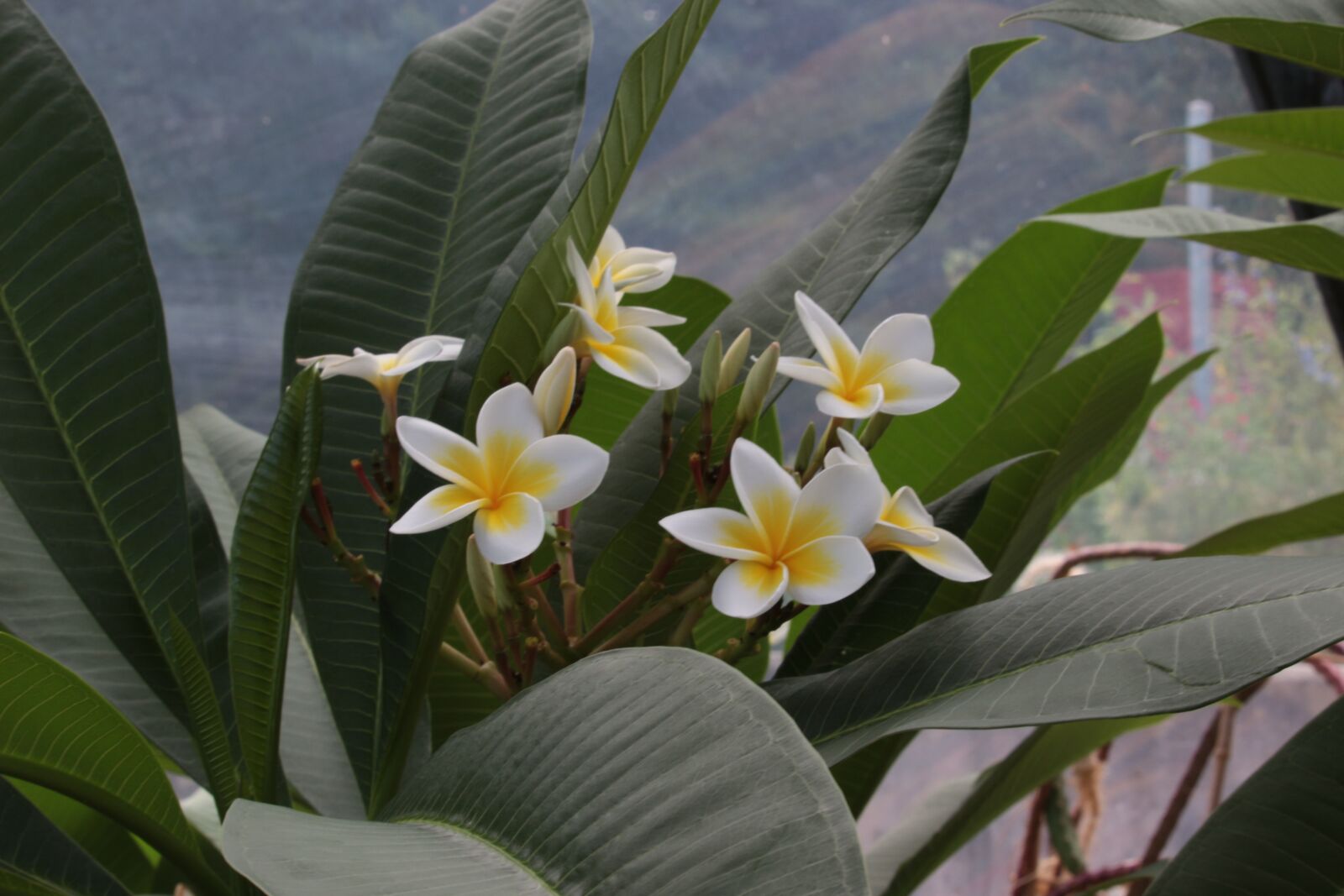 Canon EOS 100D (EOS Rebel SL1 / EOS Kiss X7) sample photo. Tropical dry area, frangipani photography